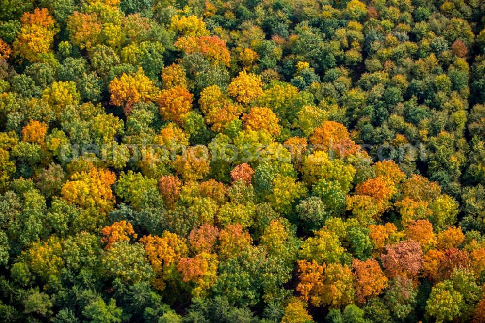 Aerial photograph Meschede - Sea colorful colored leaves on the treetops in an autumnal deciduous tree - woodland in Meschede in the state North Rhine-Westphalia