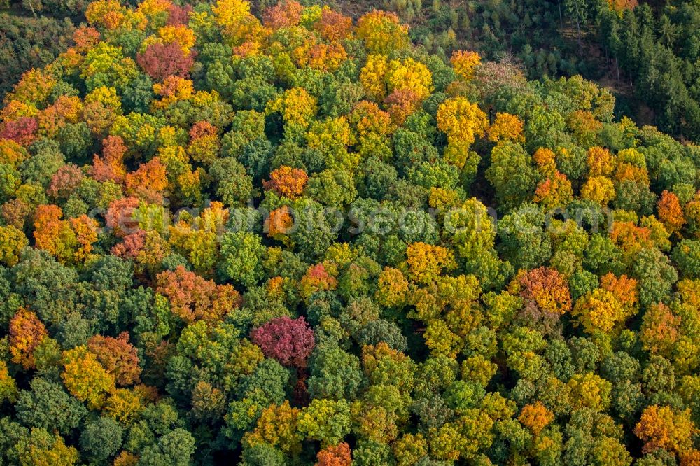 Meschede from the bird's eye view: Sea colorful colored leaves on the treetops in an autumnal deciduous tree - woodland in Meschede in the state North Rhine-Westphalia