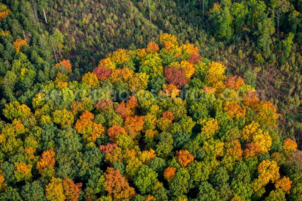 Aerial image Meschede - Sea colorful colored leaves on the treetops in an autumnal deciduous tree - woodland in Meschede in the state North Rhine-Westphalia