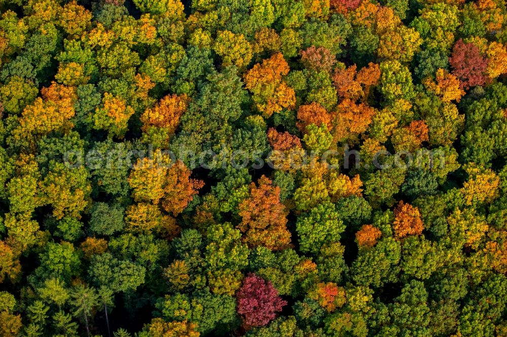 Aerial photograph Meschede - Sea colorful colored leaves on the treetops in an autumnal deciduous tree - woodland in Meschede in the state North Rhine-Westphalia