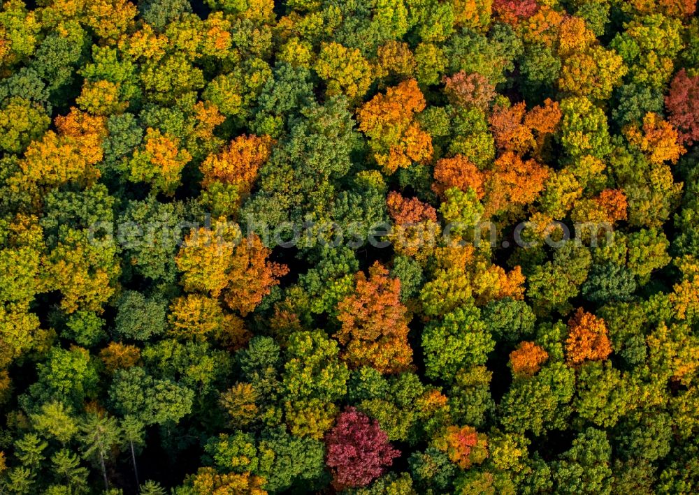 Aerial image Meschede - Sea colorful colored leaves on the treetops in an autumnal deciduous tree - woodland in Meschede in the state North Rhine-Westphalia