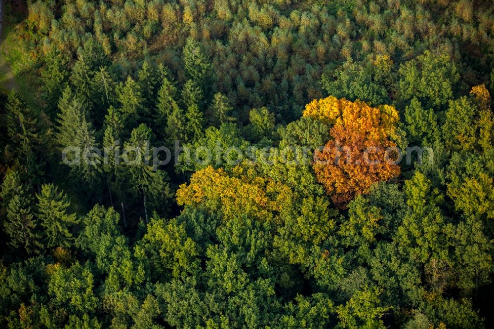 Aerial photograph Meschede - Sea colorful colored leaves on the treetops in an autumnal deciduous tree - woodland in Meschede in the state North Rhine-Westphalia