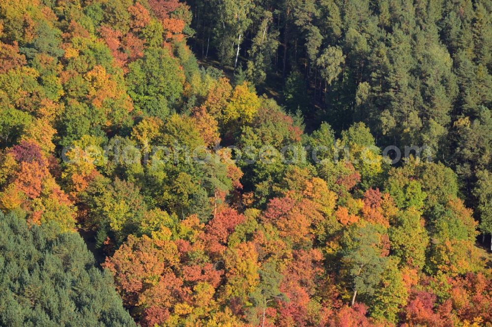 Aerial image Schmachtenhagen - Sea colorful colored leaves on the treetops in an autumnal deciduous tree - woodland in Schmachtenhagen in the state Brandenburg