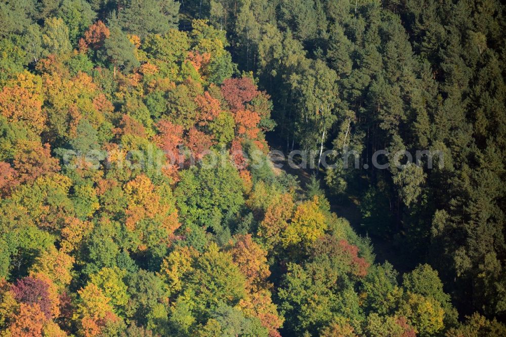 Aerial photograph Schmachtenhagen - Sea colorful colored leaves on the treetops in an autumnal deciduous tree - woodland in Schmachtenhagen in the state Brandenburg