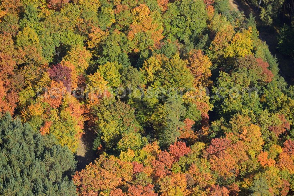 Schmachtenhagen from above - Sea colorful colored leaves on the treetops in an autumnal deciduous tree - woodland in Schmachtenhagen in the state Brandenburg