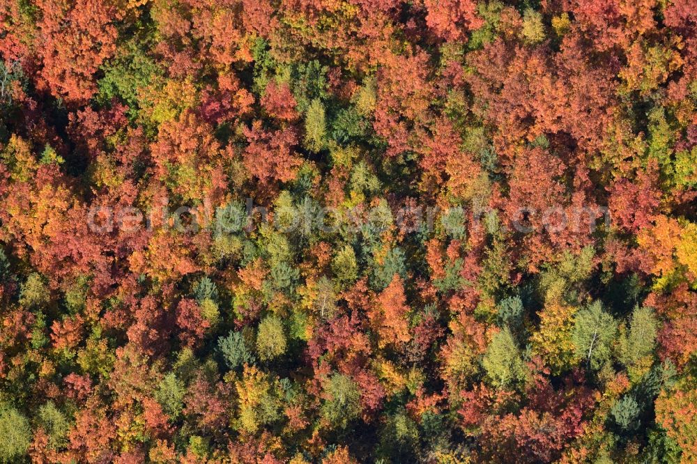 Schmachtenhagen from the bird's eye view: Sea colorful colored leaves on the treetops in an autumnal deciduous tree - woodland in Schmachtenhagen in the state Brandenburg