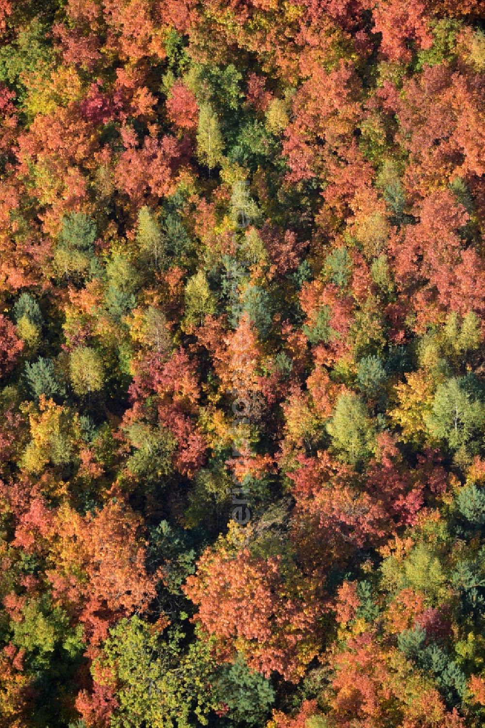 Aerial image Schmachtenhagen - Sea colorful colored leaves on the treetops in an autumnal deciduous tree - woodland in Schmachtenhagen in the state Brandenburg