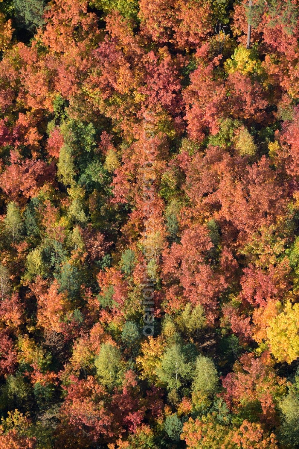 Aerial photograph Schmachtenhagen - Sea colorful colored leaves on the treetops in an autumnal deciduous tree - woodland in Schmachtenhagen in the state Brandenburg