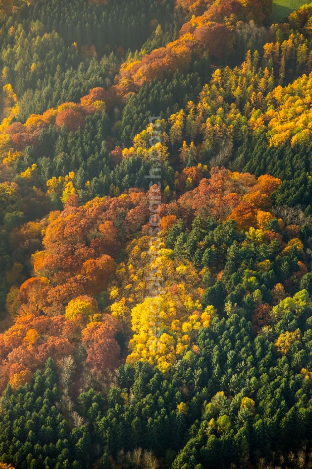 Aerial photograph Witten - Sea colorful colored leaves on the treetops in an autumnal deciduous tree - woodland in Witten in the state of North Rhine-Westphalia