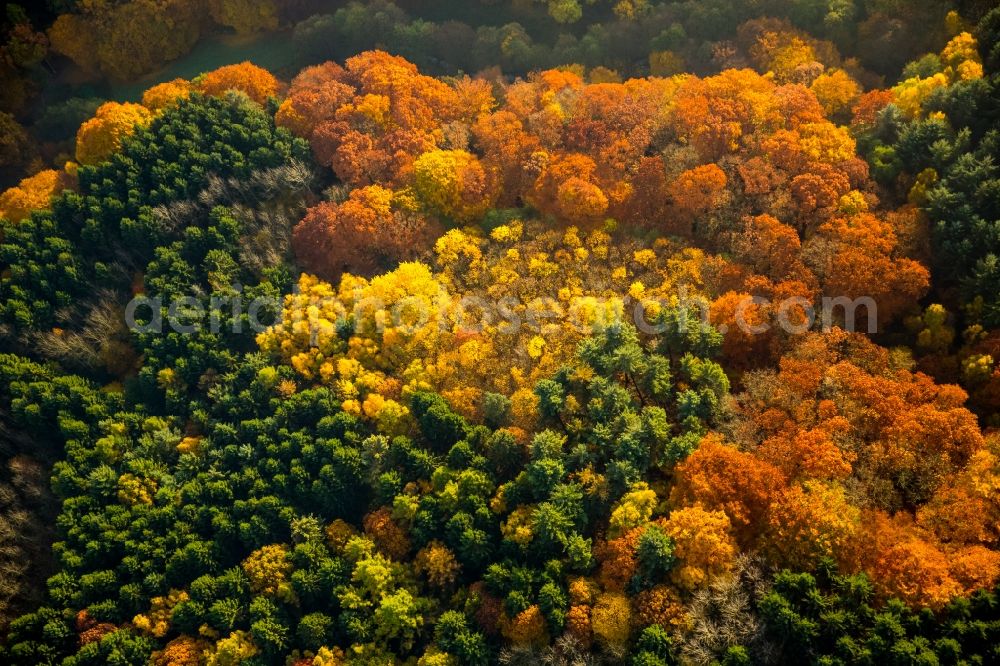 Witten from above - Sea colorful colored leaves on the treetops in an autumnal deciduous tree - woodland in Witten in the state of North Rhine-Westphalia