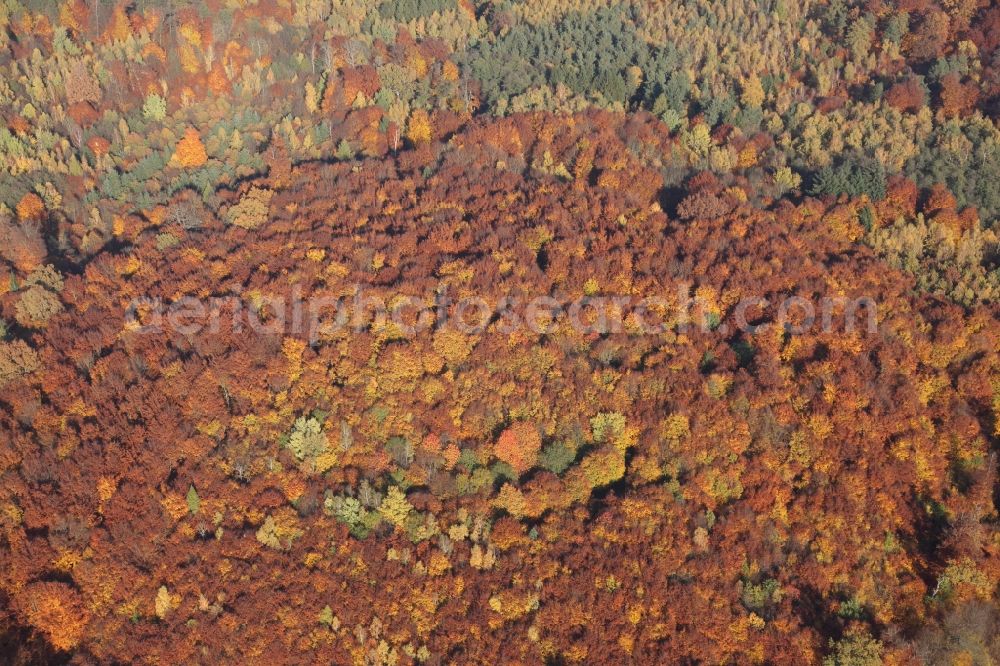 Mörfelden-Walldorf from above - Sea colorful colored leaves on the treetops in an autumnal deciduous tree - woodland in Moerfelden-Walldorf in the state Hesse