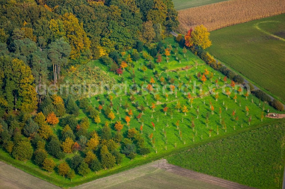 Aerial photograph Hamm - Sea colorful colored leaves on the treetops in an autumnal deciduous tree - woodland in Hamm in the state of North Rhine-Westphalia