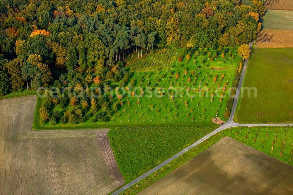 Hamm from above - Sea colorful colored leaves on the treetops in an autumnal deciduous tree - woodland in Hamm in the state of North Rhine-Westphalia