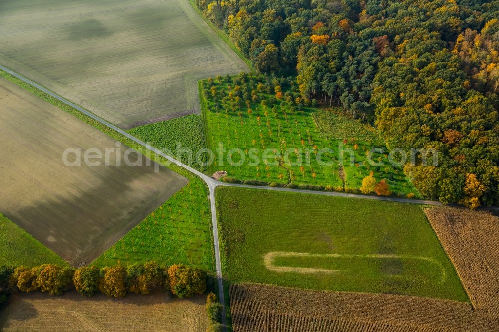 Hamm from the bird's eye view: Sea colorful colored leaves on the treetops in an autumnal deciduous tree - woodland in Hamm in the state of North Rhine-Westphalia