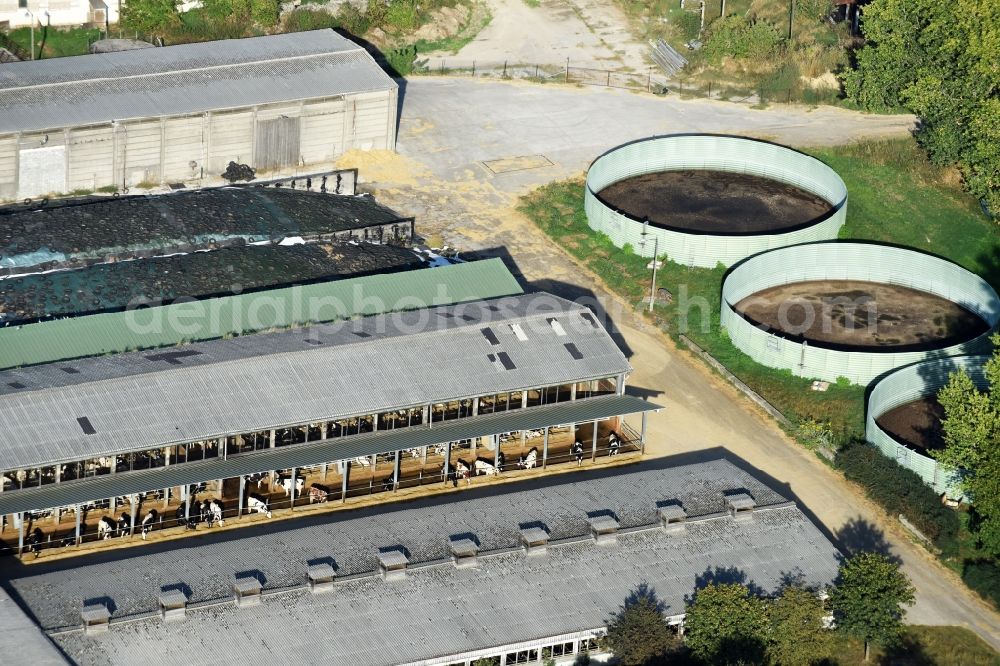 Albertshof from the bird's eye view: Dairy plant and animal breeding stables with cows der Stadtgueter Berlin Nord KG in Albertshof in the state Brandenburg