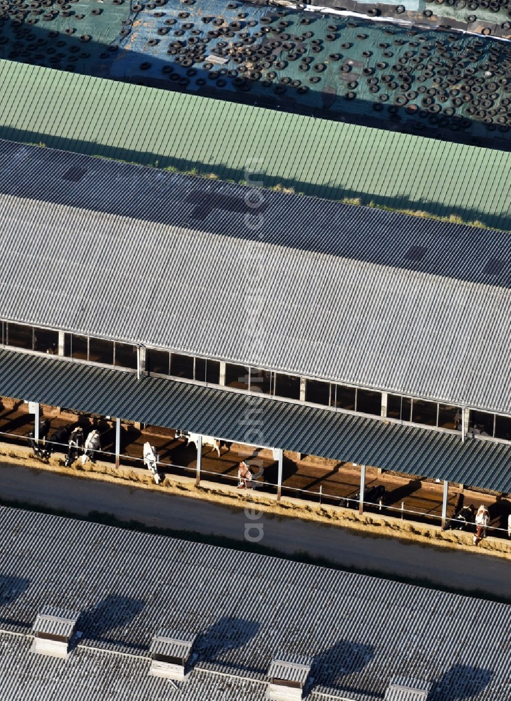 Aerial photograph Albertshof - Dairy plant and animal breeding stables with cows der Stadtgueter Berlin Nord KG in Albertshof in the state Brandenburg