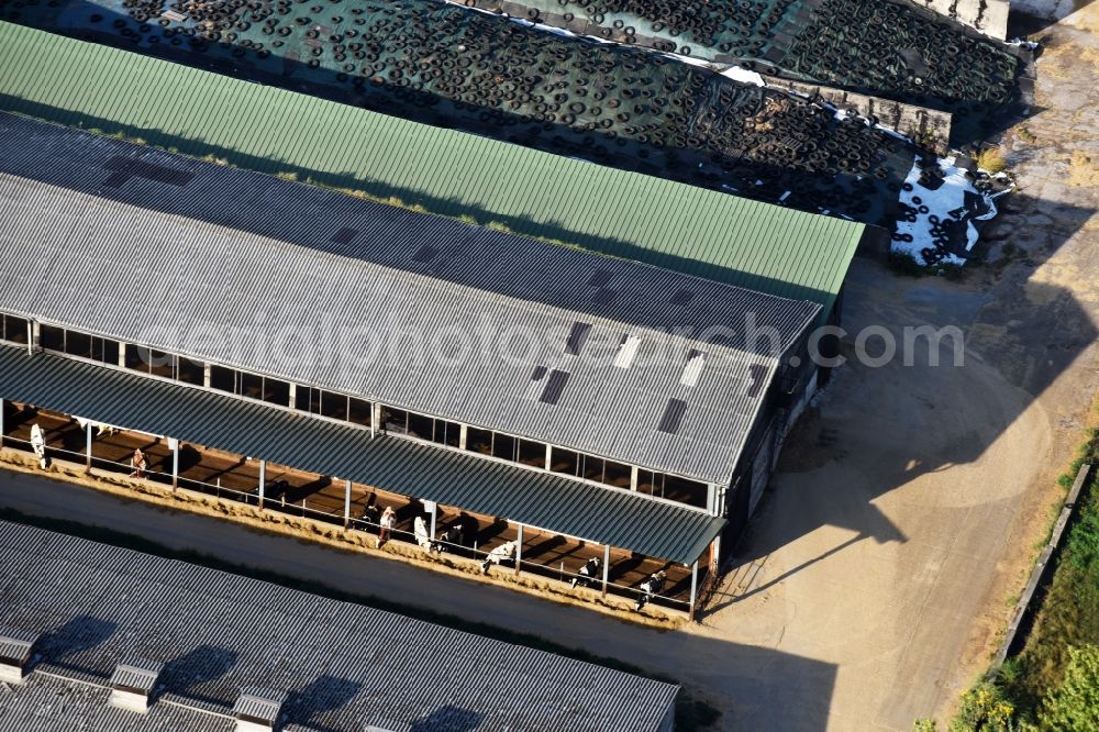 Albertshof from above - Dairy plant and animal breeding stables with cows der Stadtgueter Berlin Nord KG in Albertshof in the state Brandenburg