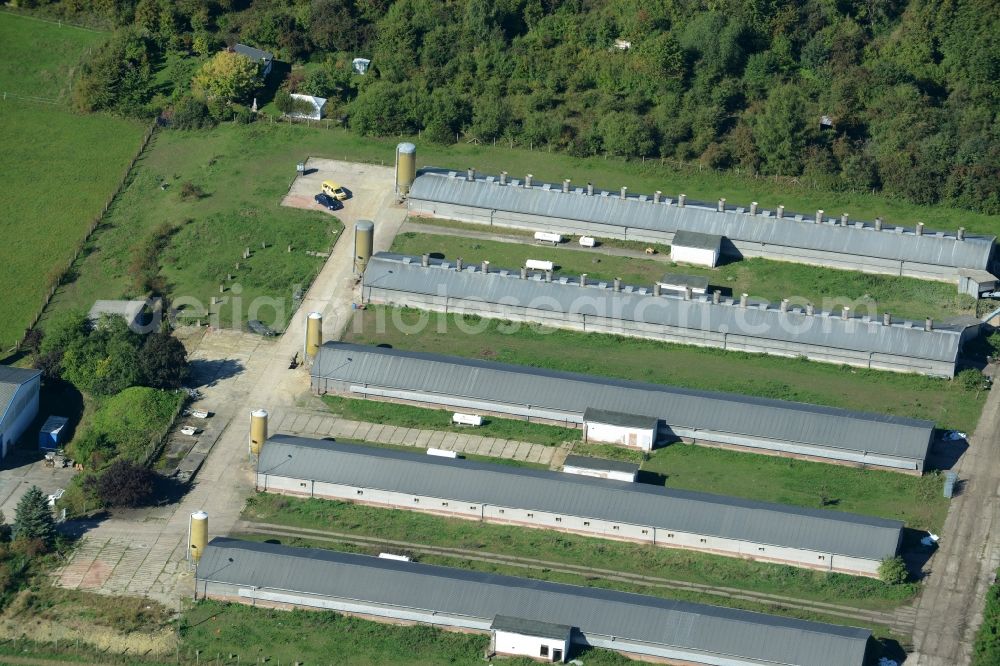 Dingelstädt from the bird's eye view: Dairy plant and animal breeding stables with cows in Dingelstaedt in the state Thuringia