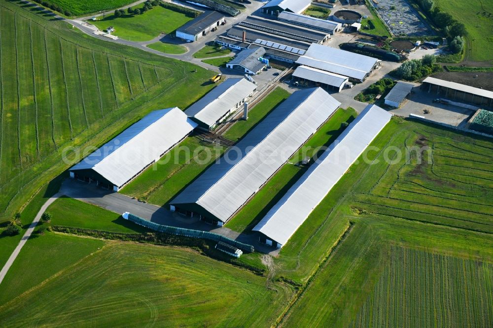 Ivenack from above - Dairy plant and animal breeding stables with cows Milchviehanlage Hummel GmbH in Ivenack in the state Mecklenburg - Western Pomerania, Germany