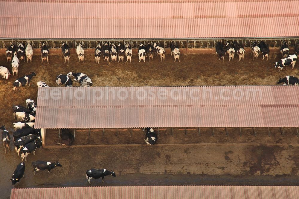 Manacor from the bird's eye view: Dairy plant and animal breeding stables with cows in Manacor in Mallorca in Balearic Islands, Spain