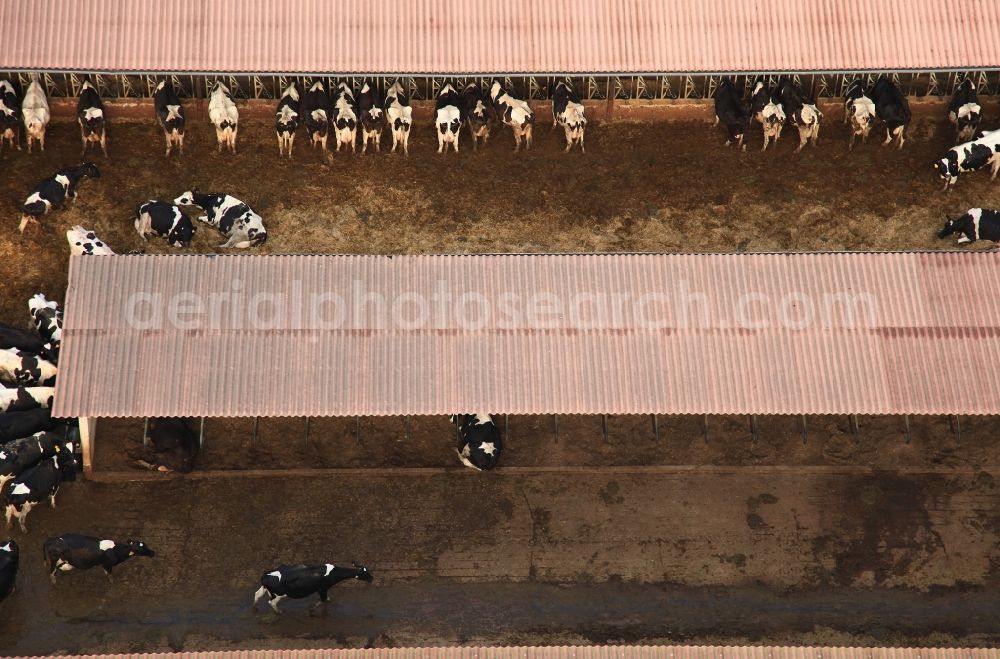 Aerial image Manacor - Dairy plant and animal breeding stables with cows in Manacor in Mallorca in Balearic Islands, Spain
