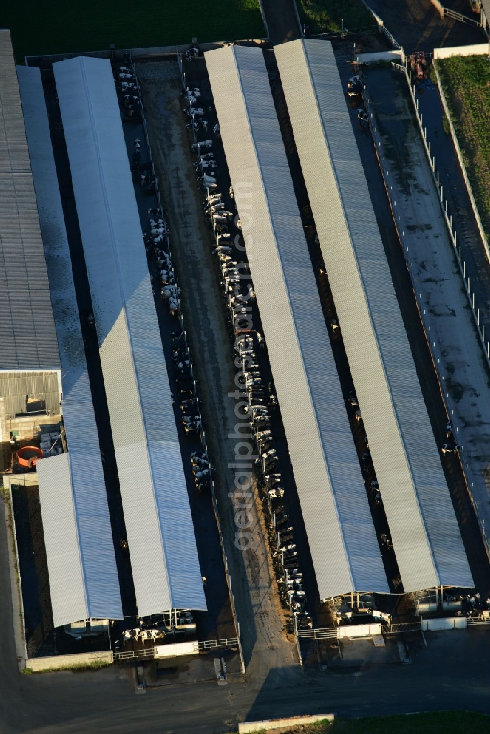 Aerial image Vettin - Dairy plant and animal breeding stables with cows in Vettin in the state Brandenburg