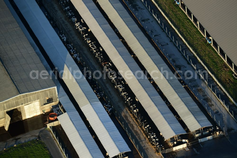 Aerial photograph Vettin - Dairy plant and animal breeding stables with cows in Vettin in the state Brandenburg