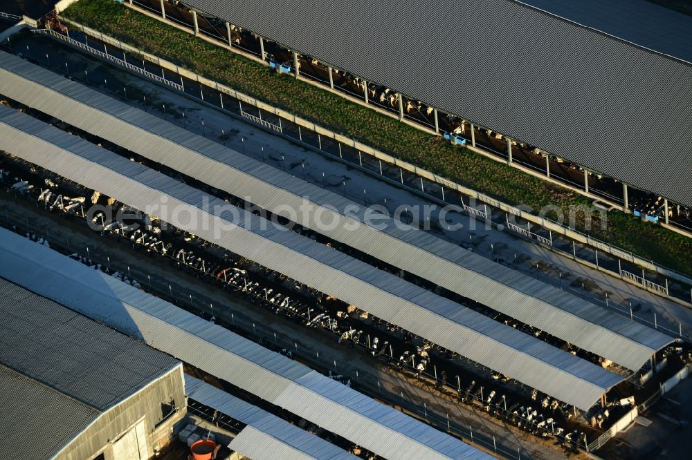 Vettin from above - Dairy plant and animal breeding stables with cows in Vettin in the state Brandenburg