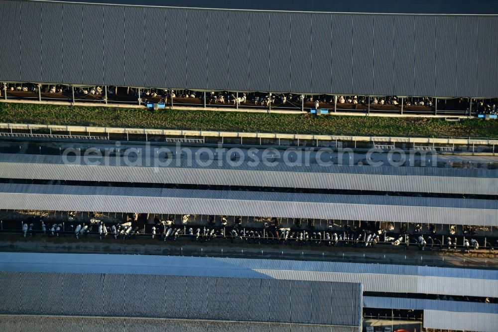 Aerial photograph Vettin - Dairy plant and animal breeding stables with cows in Vettin in the state Brandenburg