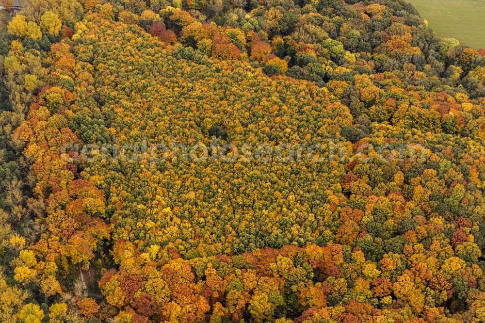 Aerial image Dortmund - Autumn view of a mixed forest in a nature reserve in the district Schönau Bolmke in Dortmund in the federal state North Rhine-Westphalia