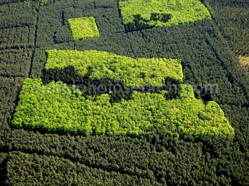 Aerial image Marksuhl - Mixed forest with fresh green structures blooming deciduous forest stocks in early summer in a forest near Marksuhl in Thuringia