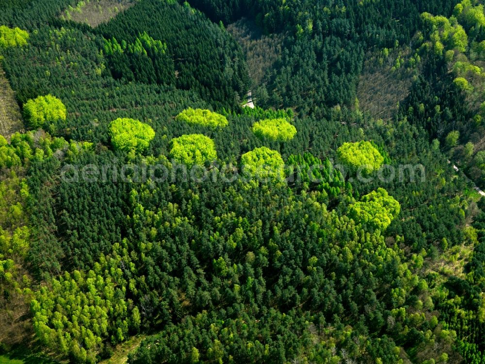 Aerial photograph Marksuhl - Mixed forest with fresh green structures blooming deciduous forest stocks in early summer in a forest near Marksuhl in Thuringia