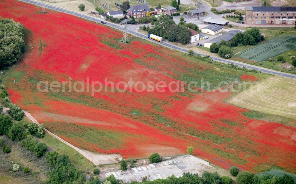 Aerial image Harbke - Poppy landscape in a field on the outskirts in Harbke in the state Saxony-Anhalt