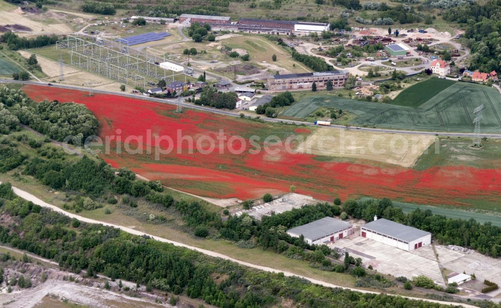 Aerial photograph Harbke - Poppy landscape in a field on the outskirts in Harbke in the state Saxony-Anhalt