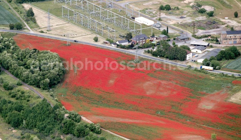 Harbke from above - Poppy landscape in a field on the outskirts in Harbke in the state Saxony-Anhalt