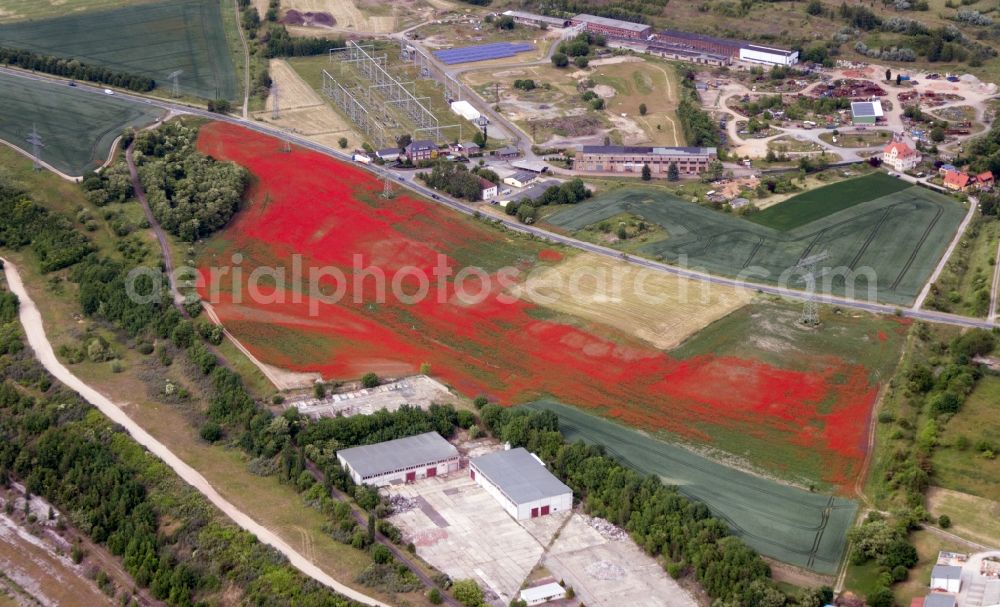 Harbke from the bird's eye view: Poppy landscape in a field on the outskirts in Harbke in the state Saxony-Anhalt