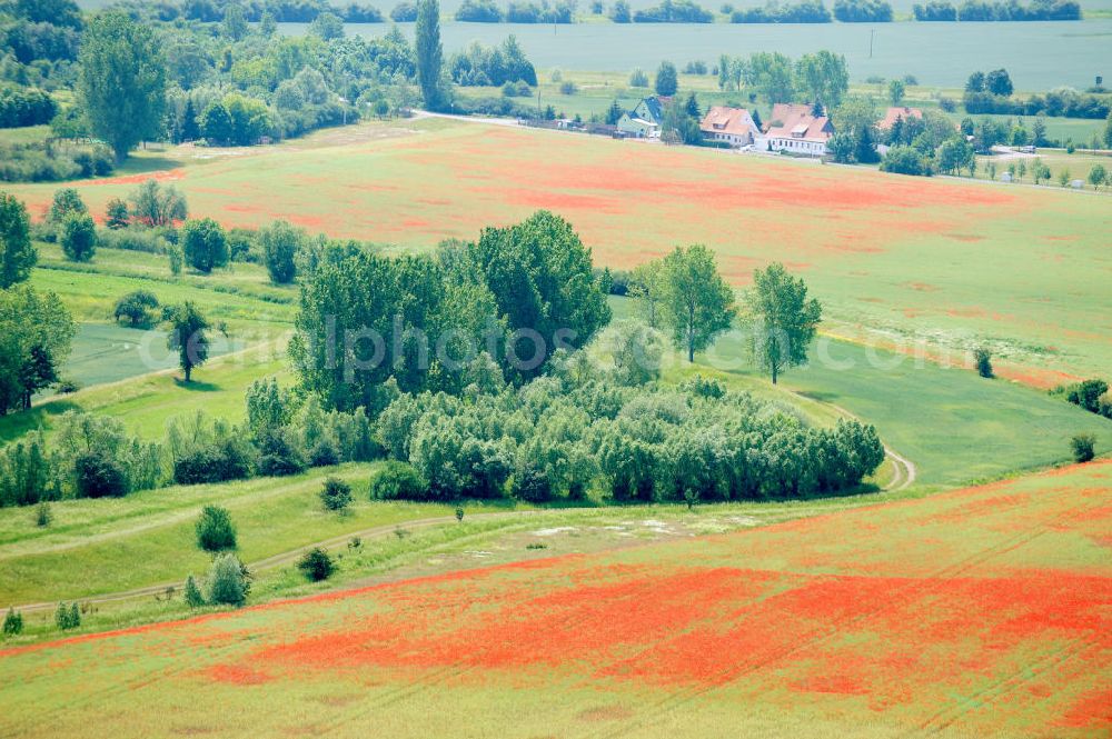 Griefstedt from above - Mohnfelder / Felder bei Griefstedt am Nordrand des Thüringer Beckens an der Unstrut. Poppy field near by Griefstedt in Thuringia.