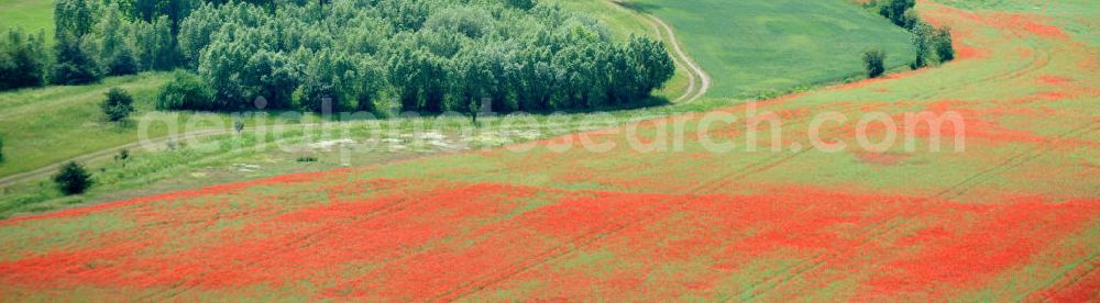 Aerial image Griefstedt - Mohnfelder / Felder bei Griefstedt am Nordrand des Thüringer Beckens an der Unstrut. Poppy field near by Griefstedt in Thuringia.