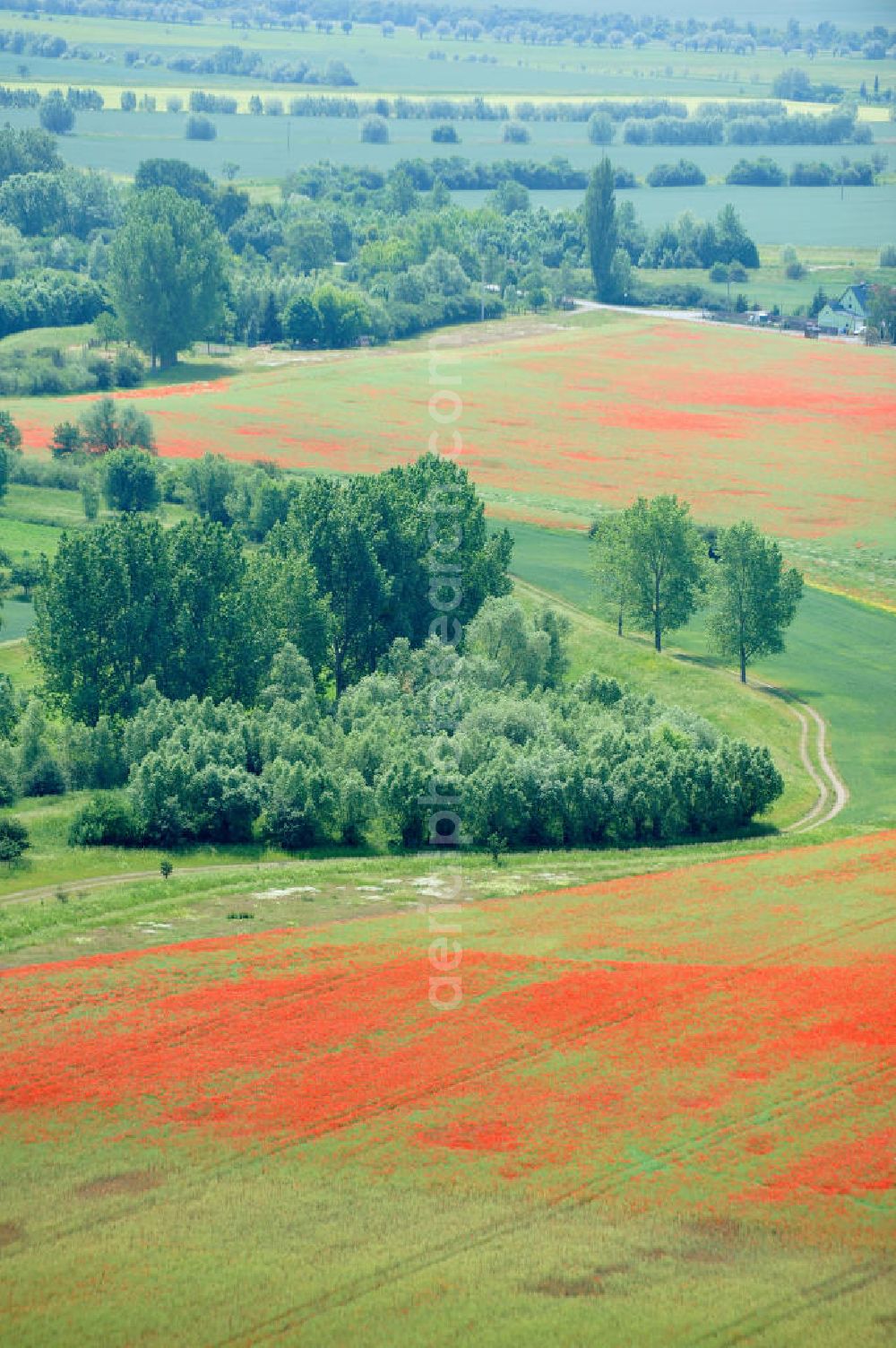 Aerial photograph Griefstedt - Mohnfelder / Felder bei Griefstedt am Nordrand des Thüringer Beckens an der Unstrut. Poppy field near by Griefstedt in Thuringia.