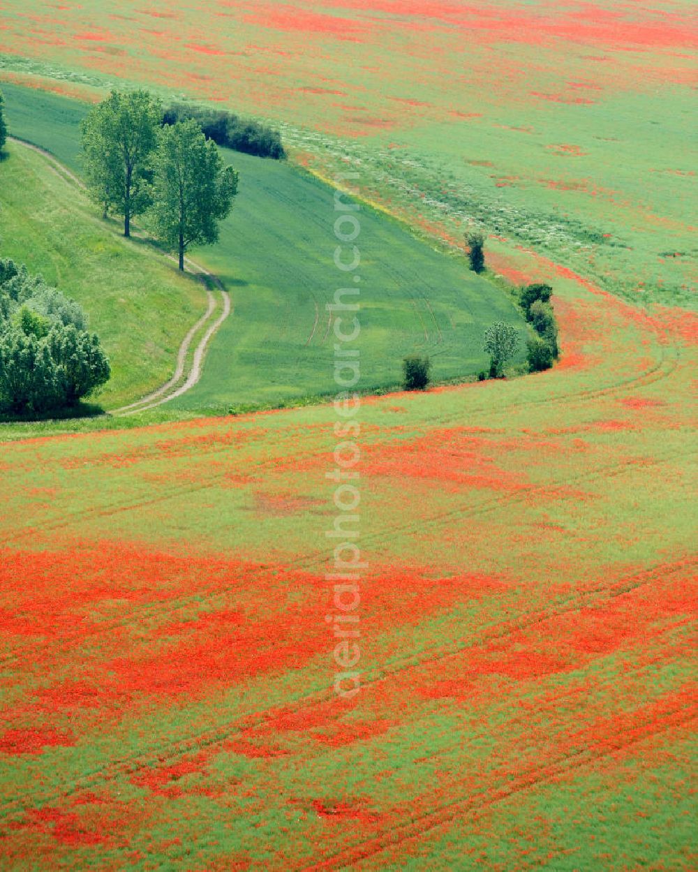 Aerial image Griefstedt - Mohnfelder / Felder bei Griefstedt am Nordrand des Thüringer Beckens an der Unstrut. Poppy field near by Griefstedt in Thuringia.