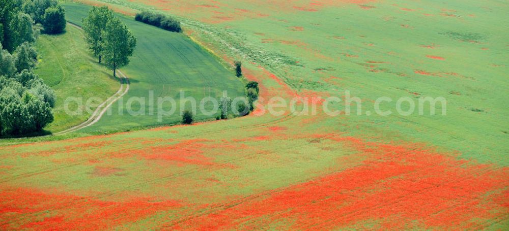 Aerial photograph Griefstedt - Mohnfelder / Felder bei Griefstedt am Nordrand des Thüringer Beckens an der Unstrut. Poppy field near by Griefstedt in Thuringia.