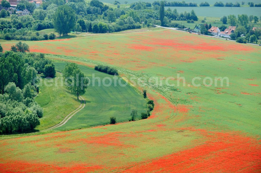 Griefstedt from above - Mohnfelder / Felder bei Griefstedt am Nordrand des Thüringer Beckens an der Unstrut. Poppy field near by Griefstedt in Thuringia.