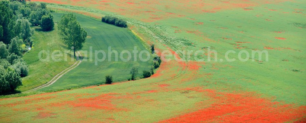 Griefstedt from the bird's eye view: Mohnfelder / Felder bei Griefstedt am Nordrand des Thüringer Beckens an der Unstrut. Poppy field near by Griefstedt in Thuringia.