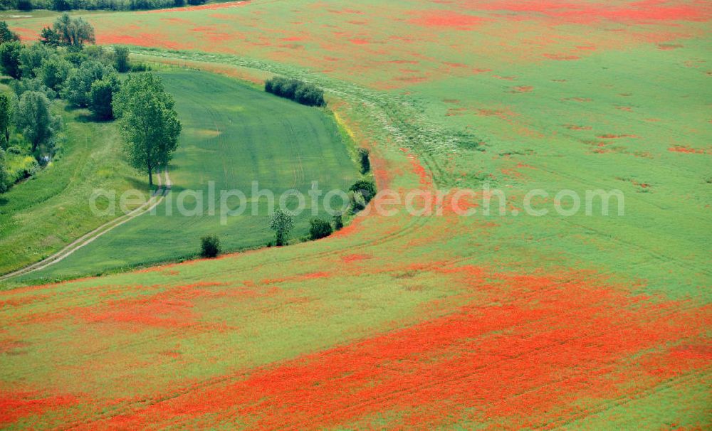 Aerial image Griefstedt - Mohnfelder / Felder bei Griefstedt am Nordrand des Thüringer Beckens an der Unstrut. Poppy field near by Griefstedt in Thuringia.