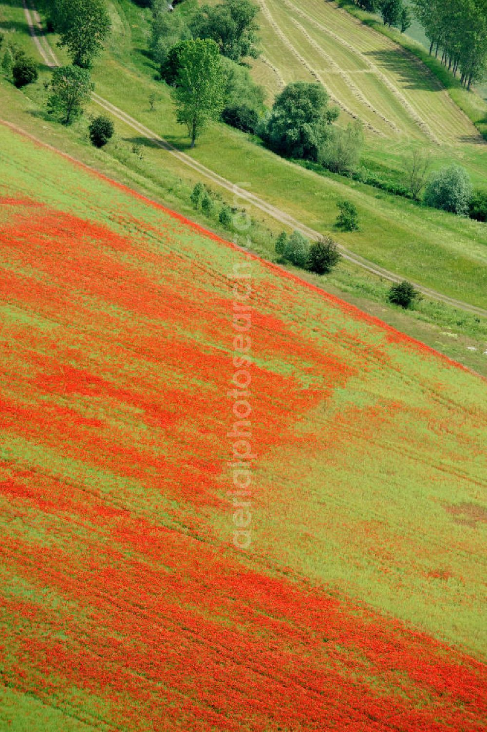 Aerial photograph Griefstedt - Mohnfelder / Felder bei Griefstedt am Nordrand des Thüringer Beckens an der Unstrut. Poppy field near by Griefstedt in Thuringia.