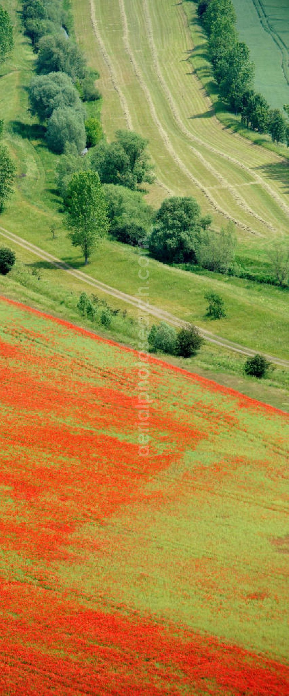 Griefstedt from above - Mohnfelder / Felder bei Griefstedt am Nordrand des Thüringer Beckens an der Unstrut. Poppy field near by Griefstedt in Thuringia.