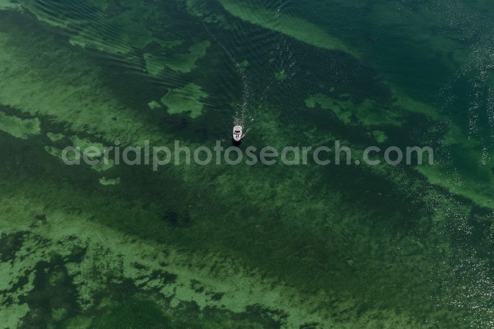 Radolfzell am Bodensee from above - Motorboat - speedboat in motion in in Radolfzell am Bodensee in the state Baden-Wuerttemberg, Germany