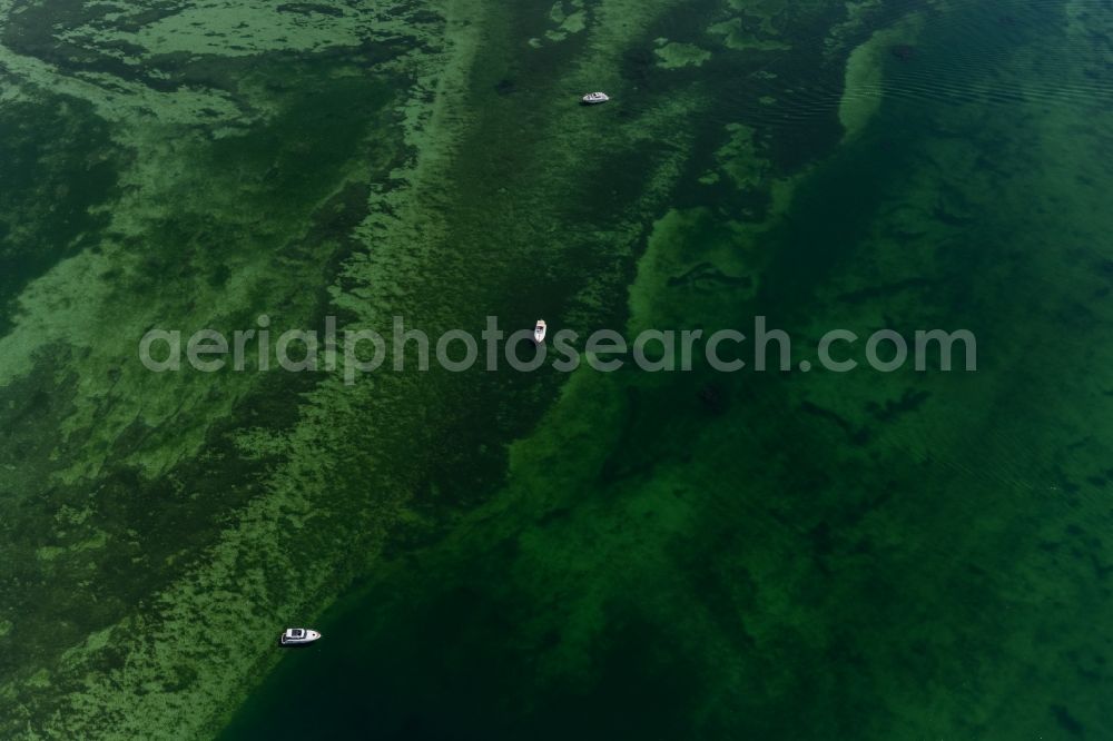 Radolfzell am Bodensee from the bird's eye view: Motorboat - speedboat in motion in in Radolfzell am Bodensee in the state Baden-Wuerttemberg, Germany