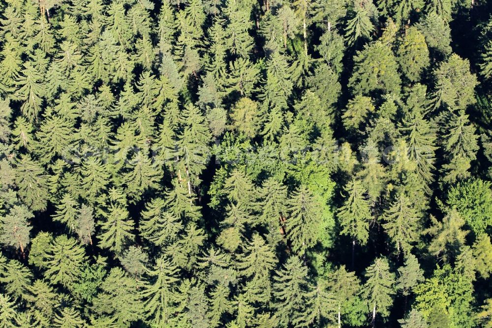 Aerial image Paulinzella - View of a sunlit part of a coniferous forest nearby Paulinzella in the state of Thuringia