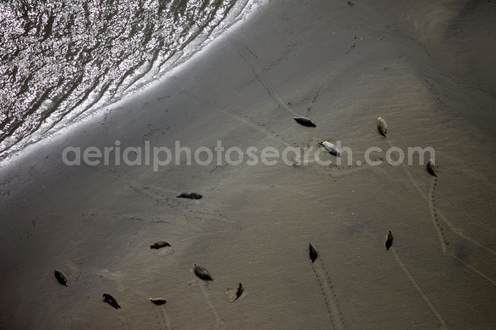 Aerial image Borkum - Der Nationalpark Niedersächsisches Wattenmeer besteht seit 1986 und umschließt die Ostfriesischen Inseln, Watten und Seemarschen zwischen Dollart an der Grenze zu den Niederlanden im Westen und Cuxhaven bis zur Außenelbe-Fahrrinne im Osten. Die Nationalparkverwaltung befindet sich in Wilhelmshaven. Seit Juni 2009 gehört der Nationalpark Niedersächsisches Wattenmeer zusammen mit dem Nationalpark Schleswig-Holsteinisches Wattenmeer und dem niederländischen Wattenmeer zum UNESCO-Weltnaturerbe. Verschiedene Tierarten, wie zum Beispiel Seehunde finden sich dort ein. The Wadden Sea National Park was established in 1986 and encompasses the East Frisian islands, tidal flats and Seemarschen between Dollard on the border with the Netherlands in the west and to the outside in Cuxhaven Elbe Fairway East. The National Park Service is located in Wilhelmshaven. Since June 2009, the National Park of Lower Saxony Wadden Sea National Park, together with the Schleswig-Holstein Wadden Sea and the Dutch Wadden Sea is a UNESCO World Heritage Site. Various species such as harbor seals are found there.